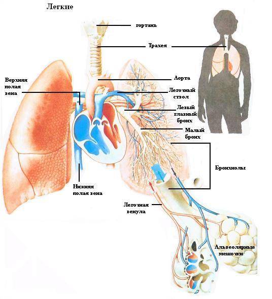 дыхательная система человека строение фото | Дзен